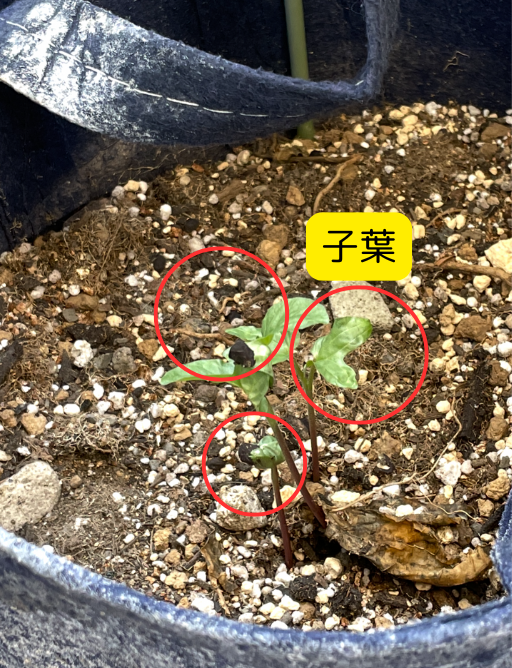 アサガオの成長写真