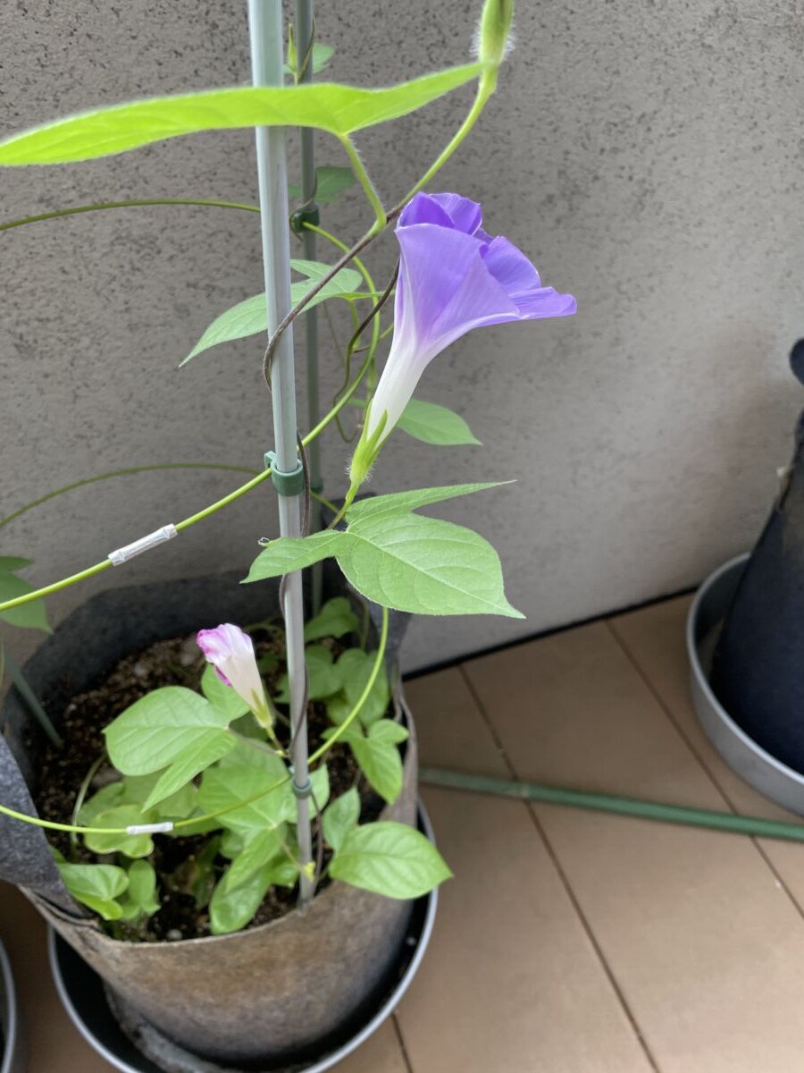 アサガオ開花